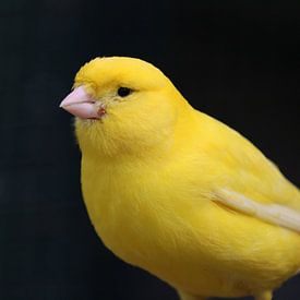 geel op zwart van Rianne de Heij