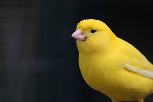geel op zwart