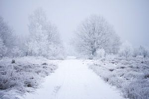 Winterlandschaft in der Heidelandschaft von Karijn | Fine art Natuur en Reis Fotografie