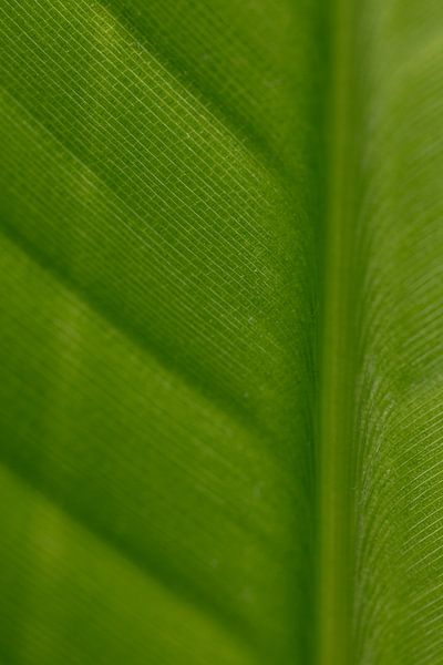 Souffle vert par Marika Huisman fotografie