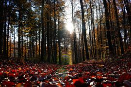 Journée d'automne sur JASV Photography