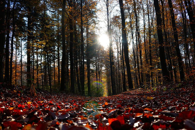Herbsttag von JASV Photography