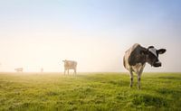Vaches dans la brume par Xander Haenen Aperçu