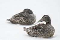 Common Eiders on the beach of Düne (Helgoland)