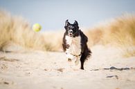 Border collie in sand dunes | Fenna runs after the ball by Pieter Bezuijen thumbnail