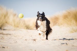 Border Collie in de duinen | Fenna rent achter de bal