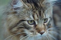 Katze