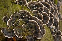 Turkey tail mushrooms in detail