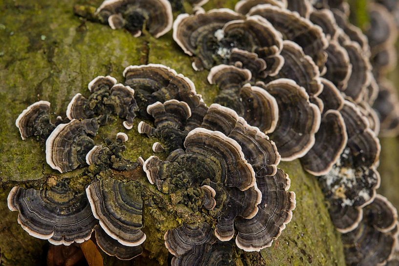 tramète multicolore elfiques en détail par Kristof Lauwers