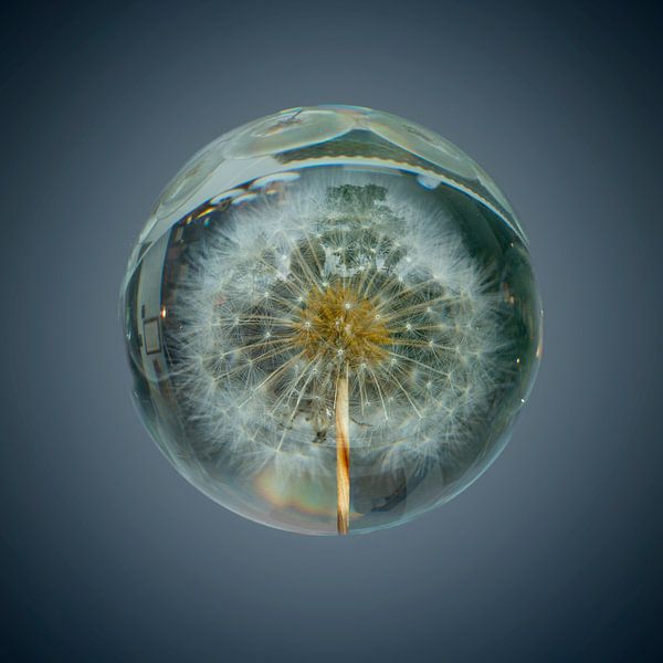 Fluff in a ball. 5 by Alie Ekkelenkamp