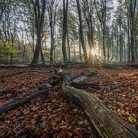 Speulderbos