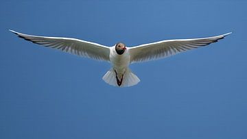 Vlucht van de kokmeeuw van Jan Jongejan