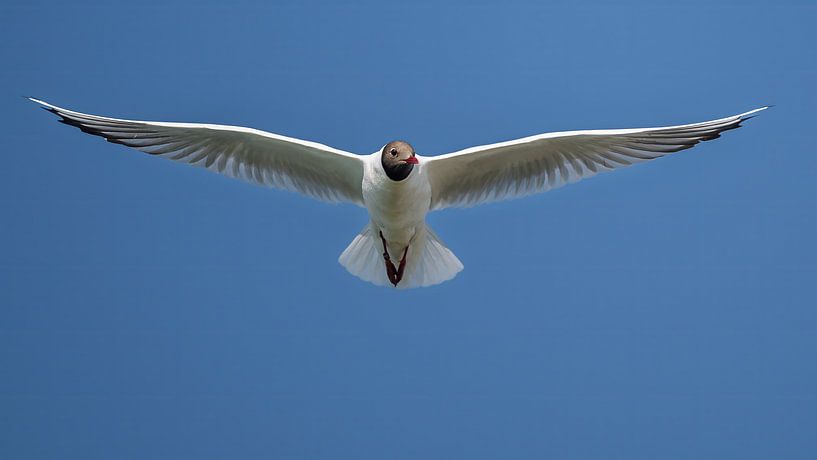 Flight of the black-headed gull by Jan Jongejan