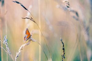 Small Copper between the grass