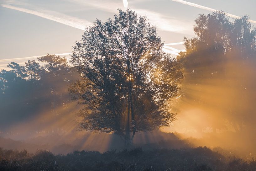 Gloeiende boom van Jayzon Photo