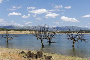 Bäume im Wasser am Embalse de Sierra Brava