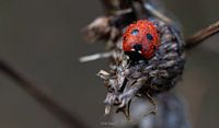 Rainy Ladybug