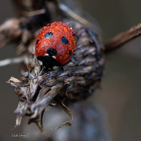 Rainy Ladybug van Nicole Harren