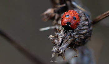 Coccinelle de la pluie