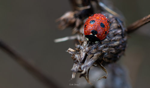 Rainy Ladybug