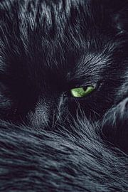 Schwarze Katze mit grünen Augen von Sabine Schemken