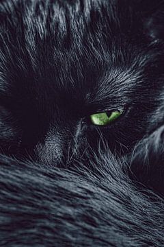 Zwarte kat met groene ogen van Sabine Schemken