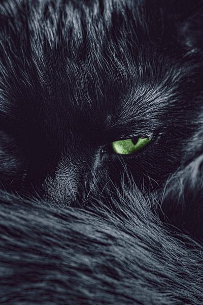 Black cat with green eyes by Sabine Schemken