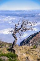 Lonely tree Pico Ruivo