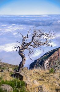 Eenzame boom Pico Ruivo von Eric van den Berg