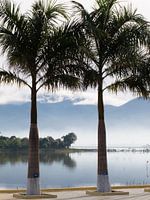 palmtree