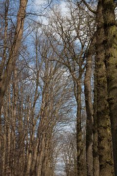 Doorkijk in winters bos