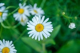weißes Gänseblümchen mit zartgrünem Hintergrund von Pix-Art By Naomi.k