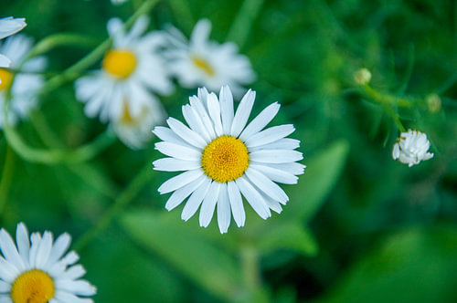 Wit  madeliefje bloem