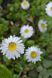 Gänseblümchen  von Gera Wijlens