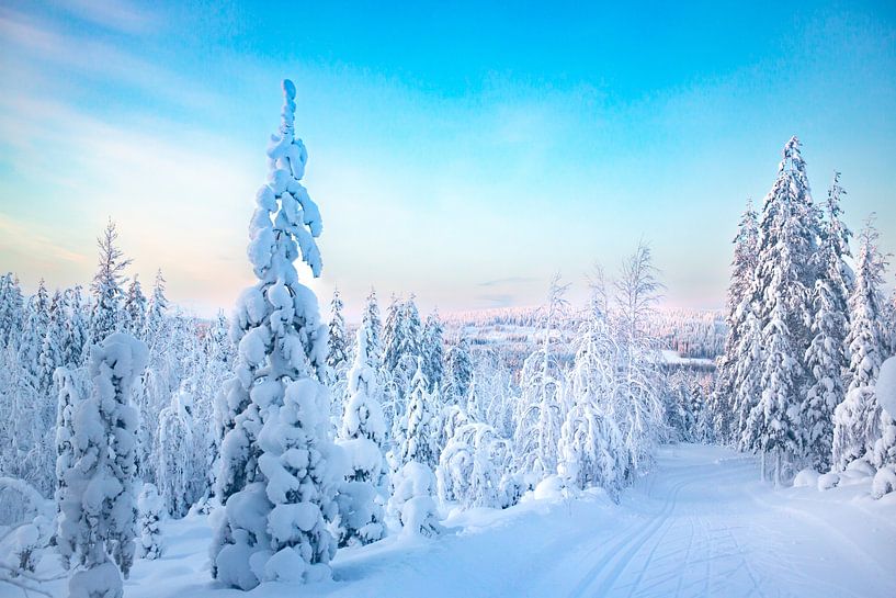 Winter landscape in Lapland (Finland). In the distance, the winter sun shines on the forest. by Benjamien t'Kindt