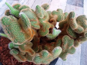 Kamerplant: SciFi Cactus 1-3