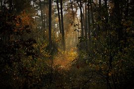 Untitled by Carlien Hartgerink