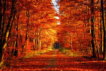 Herfstbos van Renate Knapp