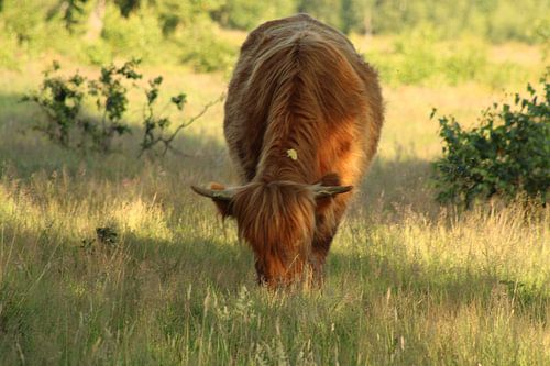 le pâturage des Highlander écossais