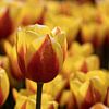 des tulipes rouges et jaunes dans un champ de tulipes sur W J Kok