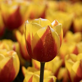 red and yellow tulips in a tulip field by W J Kok