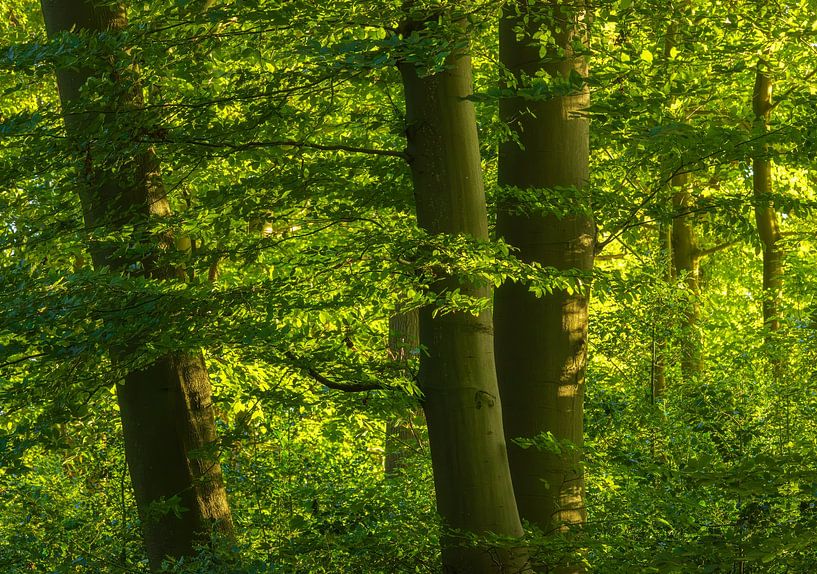 Bomen (Groningen - Niederlande) von Marcel Kerdijk