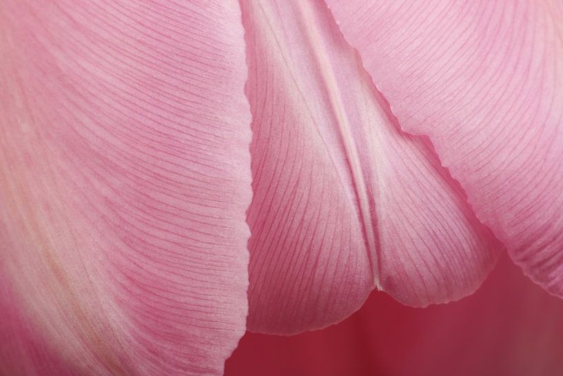 Close-up of a pink Tulip by Ronald Pol