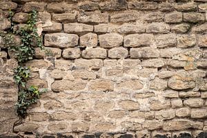 De oude stenen muur en de groene klimop.