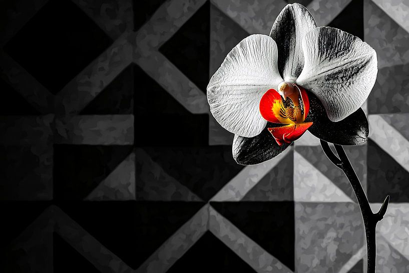 Orchid with geometric background by Imperial Art House