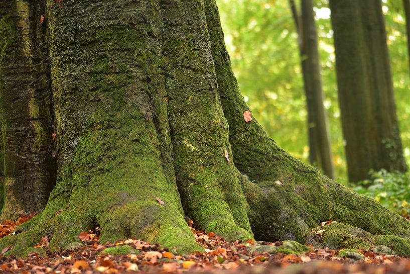 Still standing by Frank Ubachs fotografie