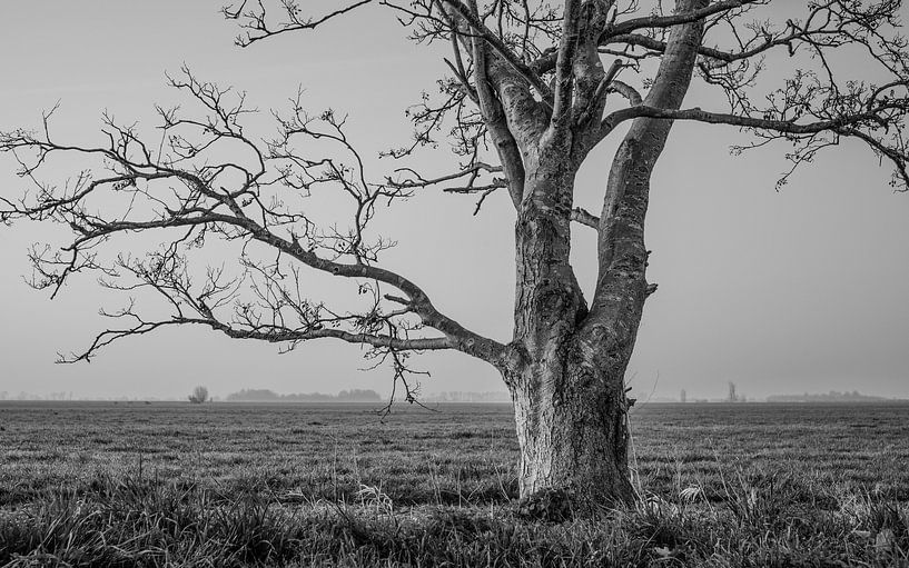 De oude wilgeman uit knollemanshoek van Timo Bergenhenegouwen