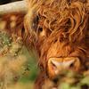 Scottish Highlanders