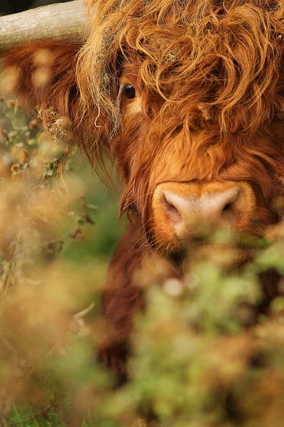 Schottische Highlander in den Büschen von Caroline van der Vecht