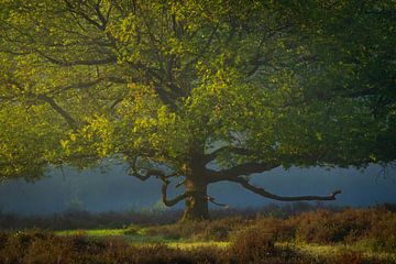 Eikenboom op de heide in het voorjaar van Tomas van der Weijden